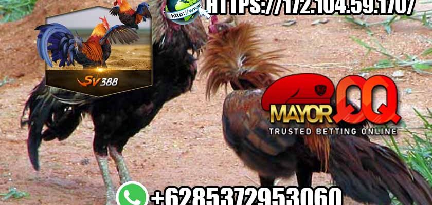 Permainan Sabung Ayam Online Yang Semakin Seru Di Indonesia